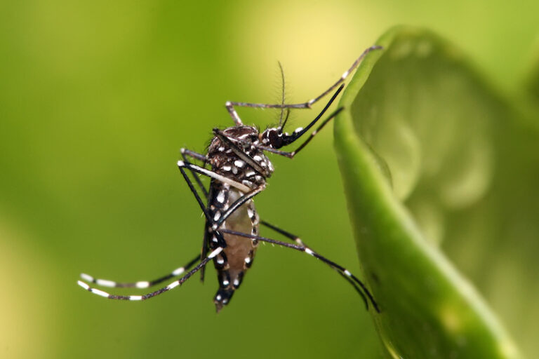 Dengue in Bali